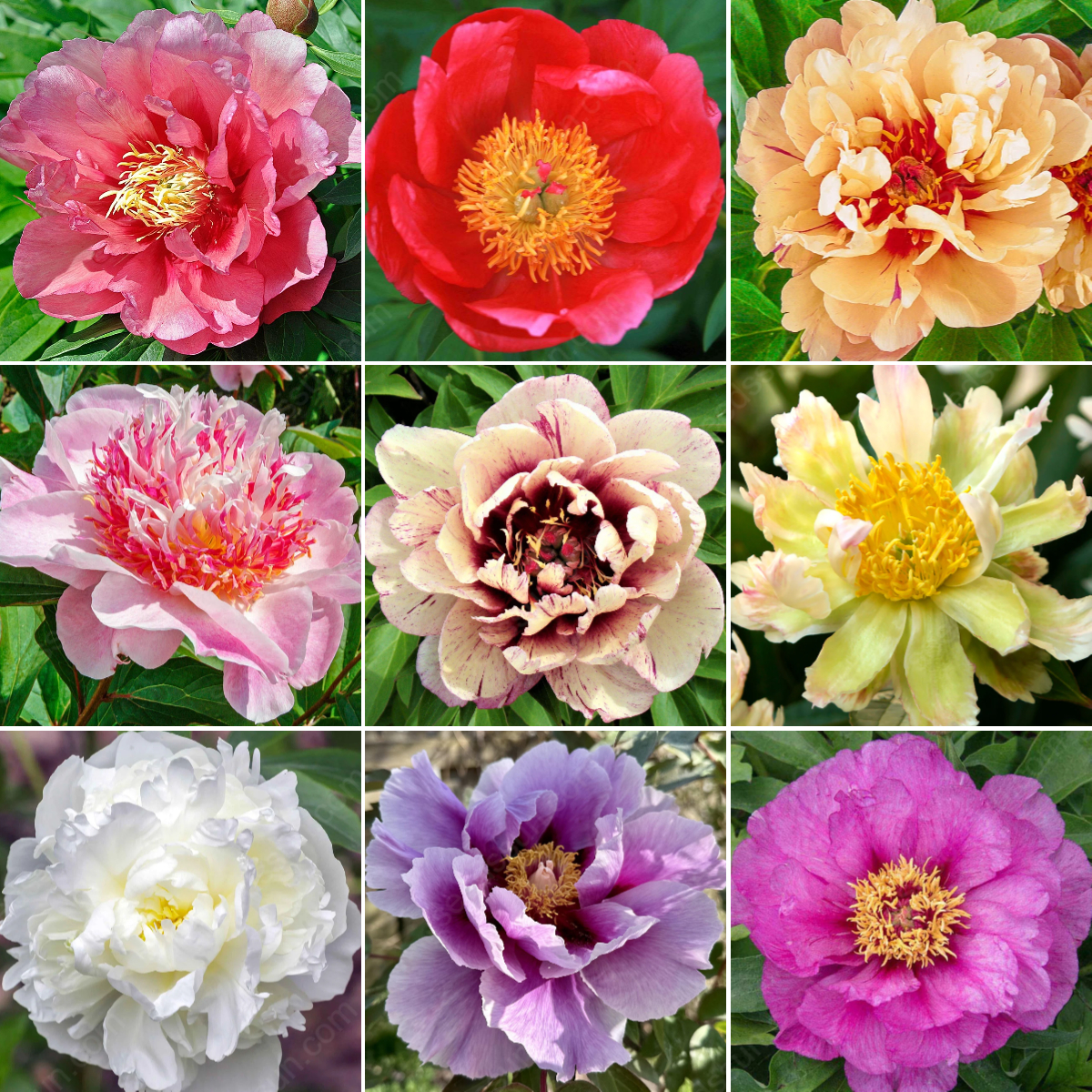 🌸 Rare Climbing Peony Bulbs🪴Big Full Blooms, Cold Hardy Perennial, Easy to Grow Garden Favorite