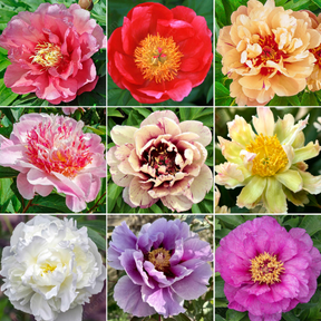 🌸 Rare Climbing Peony Bulbs🪴Big Full Blooms, Cold Hardy Perennial, Easy to Grow Garden Favorite