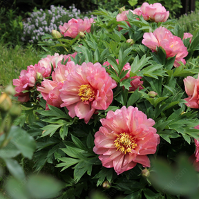 🌸 Rare Climbing Peony Bulbs🪴Big Full Blooms, Cold Hardy Perennial, Easy to Grow Garden Favorite