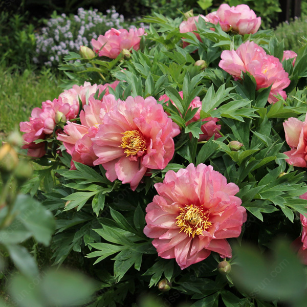 🌸 Rare Climbing Peony Bulbs🪴Big Full Blooms, Cold Hardy Perennial, Easy to Grow Garden Favorite