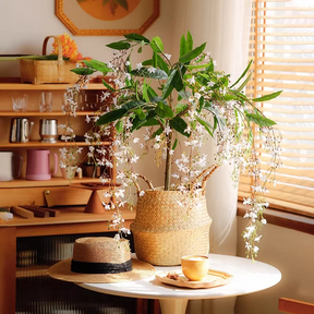 WinterBloom – Winter-Friendly Hanging Jasmine Plant