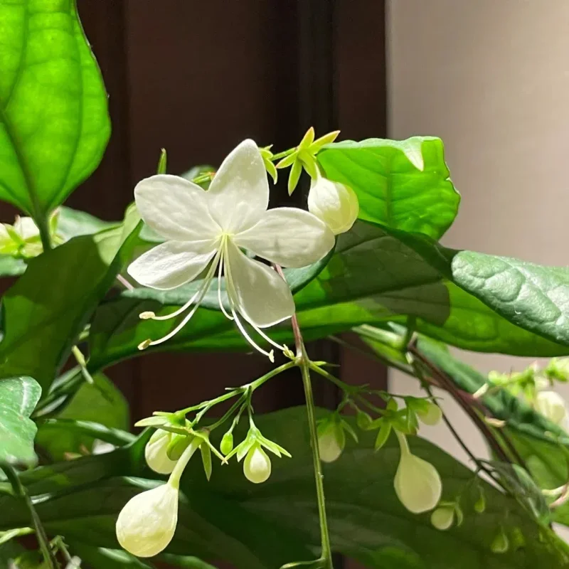 WinterBloom – Winter-Friendly Hanging Jasmine Plant
