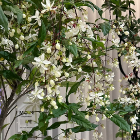 WinterBloom – Winter-Friendly Hanging Jasmine Plant