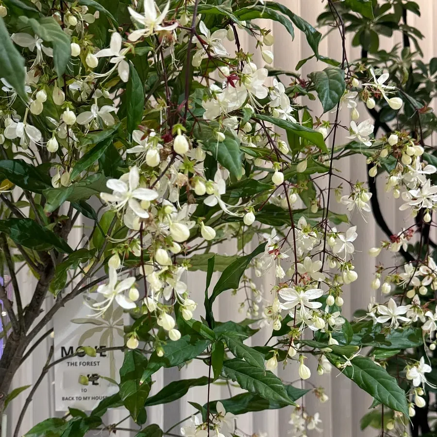 WinterBloom – Winter-Friendly Hanging Jasmine Plant