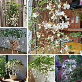 WinterBloom – Winter-Friendly Hanging Jasmine Plant