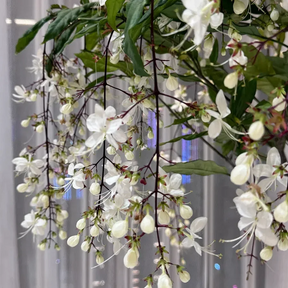 WinterBloom – Winter-Friendly Hanging Jasmine Plant
