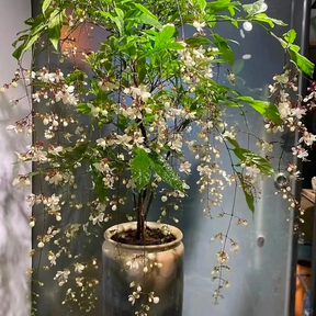 WinterBloom – Winter-Friendly Hanging Jasmine Plant