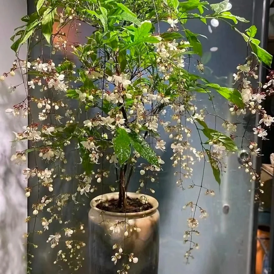 WinterBloom – Winter-Friendly Hanging Jasmine Plant