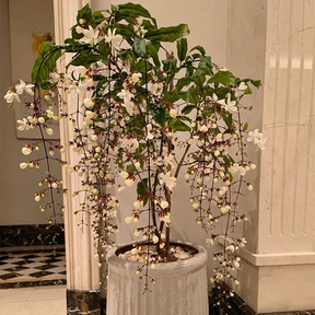 WinterBloom – Winter-Friendly Hanging Jasmine Plant
