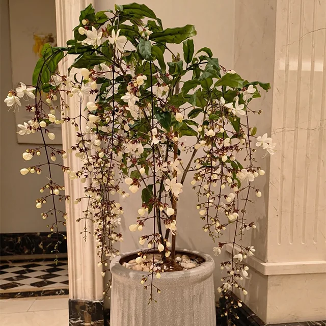WinterBloom – Winter-Friendly Hanging Jasmine Plant