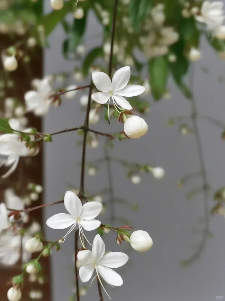 WinterBloom – Winter-Friendly Hanging Jasmine Plant