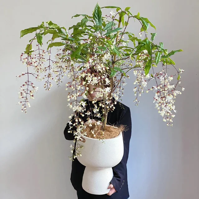 WinterBloom – Winter-Friendly Hanging Jasmine Plant
