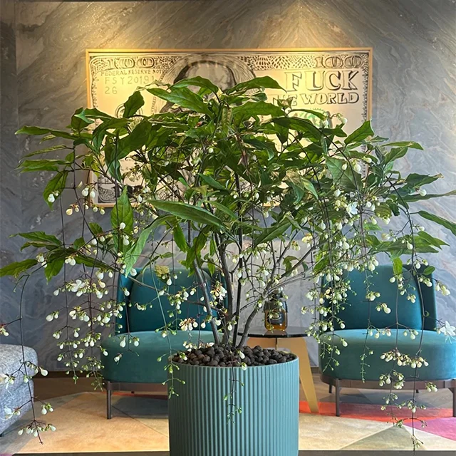 WinterBloom – Winter-Friendly Hanging Jasmine Plant