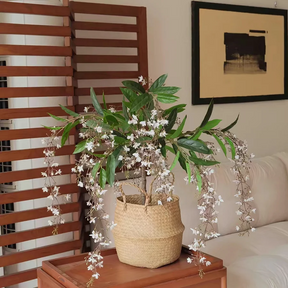 WinterBloom – Winter-Friendly Hanging Jasmine Plant