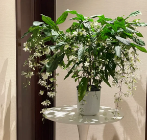 WinterBloom – Winter-Friendly Hanging Jasmine Plant