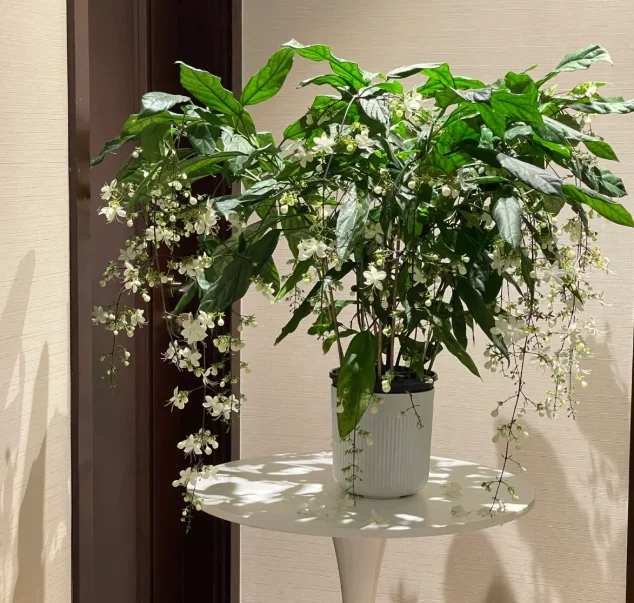WinterBloom – Winter-Friendly Hanging Jasmine Plant