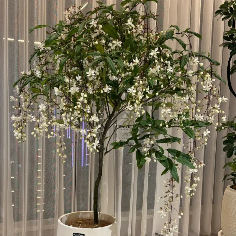 WinterBloom – Winter-Friendly Hanging Jasmine Plant
