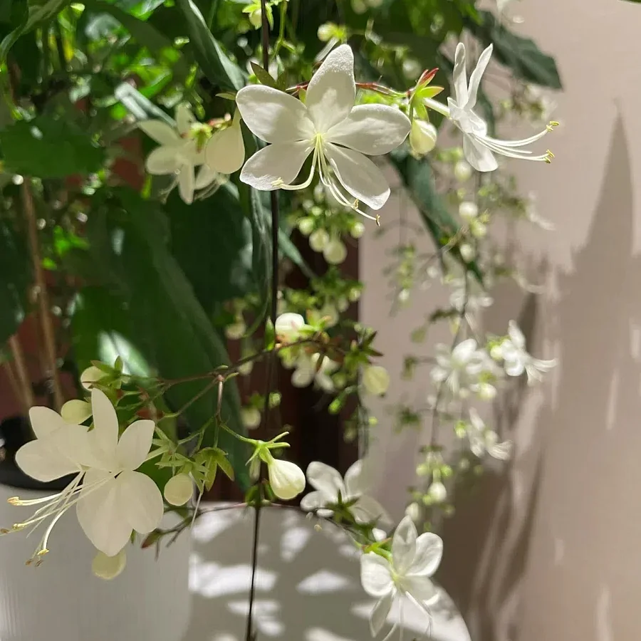 WinterBloom – Winter-Friendly Hanging Jasmine Plant