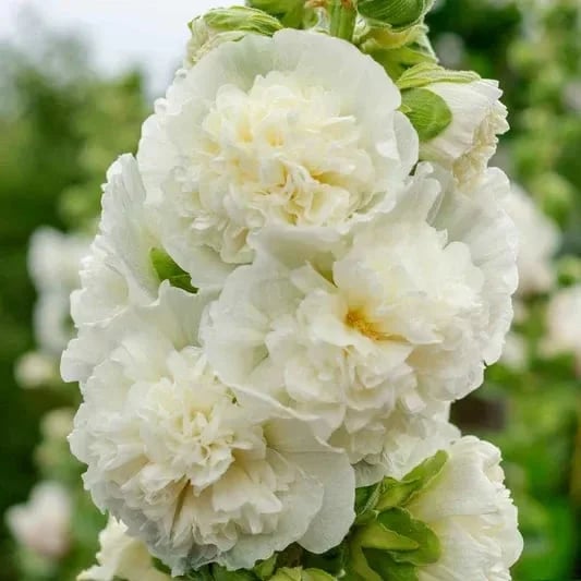 PollinatorPride - Double Hollyhock Seeds