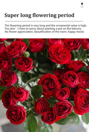 BloomVine – Beautiful Climbing Rose Seeds