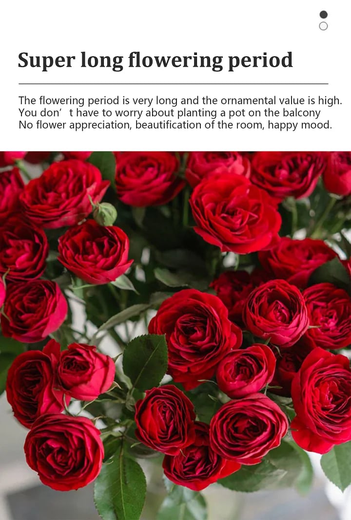 BloomVine – Beautiful Climbing Rose Seeds