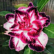 FloraOasis – Premium Desert Rose Plant Seeds