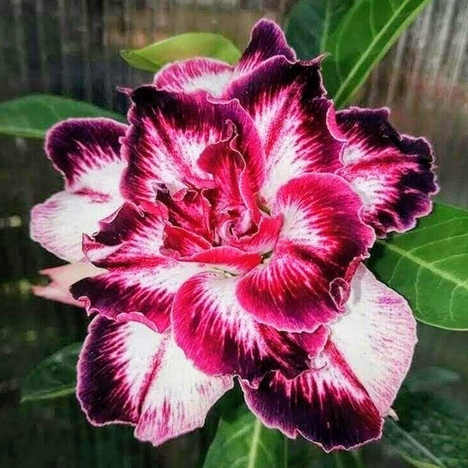 FloraOasis – Premium Desert Rose Plant Seeds