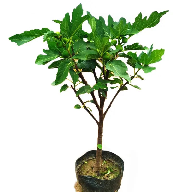 Mission Fig Seeds (Ficus carica) — Hardy, Easy-to-Grow Perennial Fruit Tree