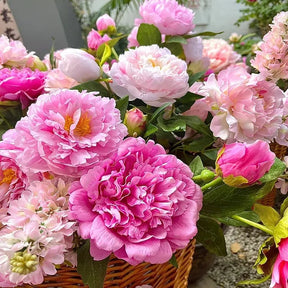 RoyalBloom - Luxurious Peony Flower Seeds | The Queen of Flowers