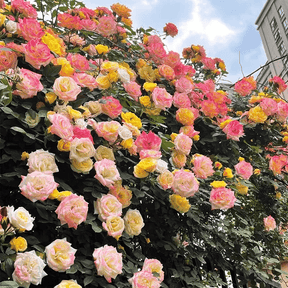 BloomVine – Beautiful Climbing Rose Seeds