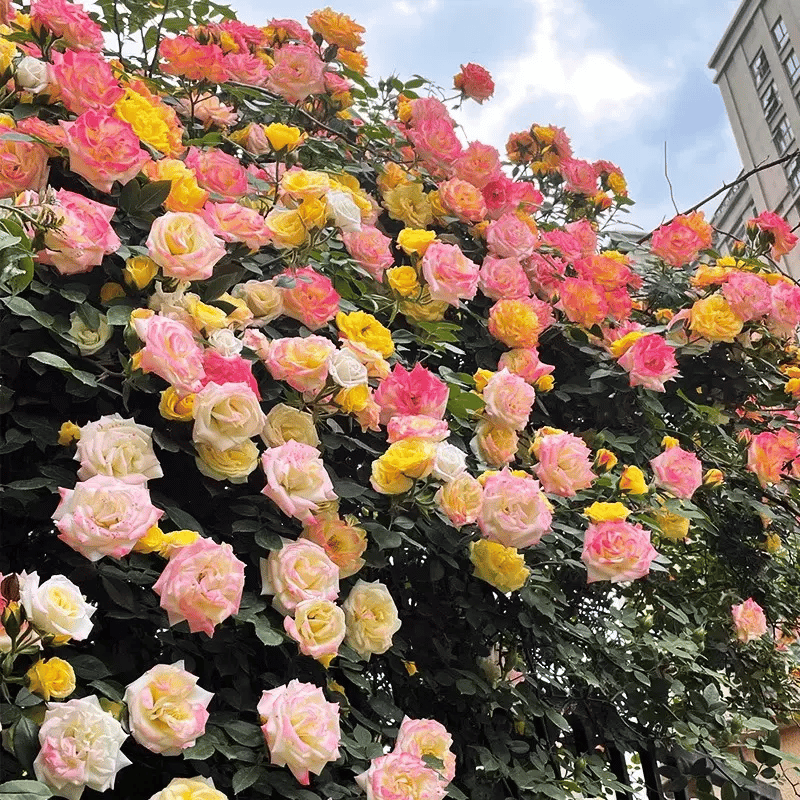 BloomVine – Beautiful Climbing Rose Seeds