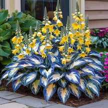 GardenÉlan – Rare Hosta Seeds for Home Gardens (100 Seeds)