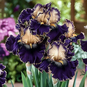 BloomAura – Exotic Tall Bearded Iris Flower
