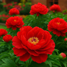 RoyalPetal – Luxury Garden Peonies