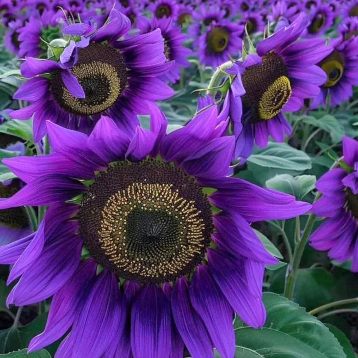 SunGiant – Rare Purple Sunflower Seeds