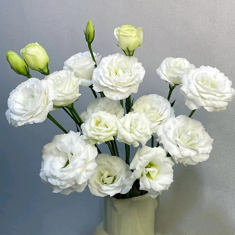 BloomRidge – Hardy Perennial Lisianthus Seeds