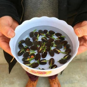LotusBloom – The Sacred Bonsai Bowl Lotus Flower