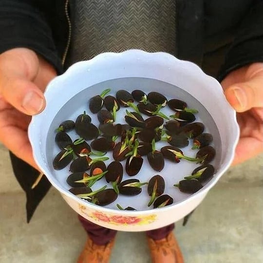 LotusBloom – The Sacred Bonsai Bowl Lotus Flower