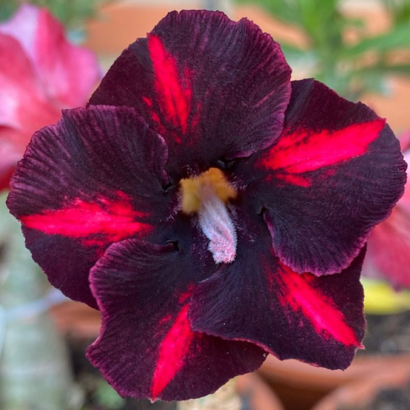 SunRose Garden – Desert Bloom Seeds