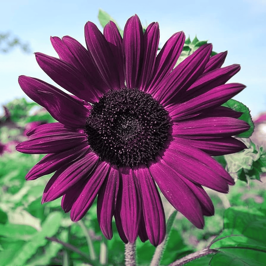 SunGiant – Rare Purple Sunflower Seeds