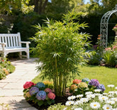 ProsperPlant - Bamboo Cypress for Luck & Growth