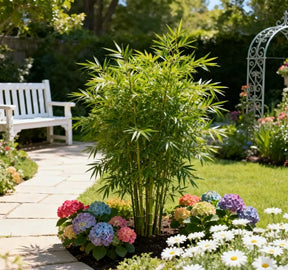 ProsperPlant - Bamboo Cypress for Luck & Growth