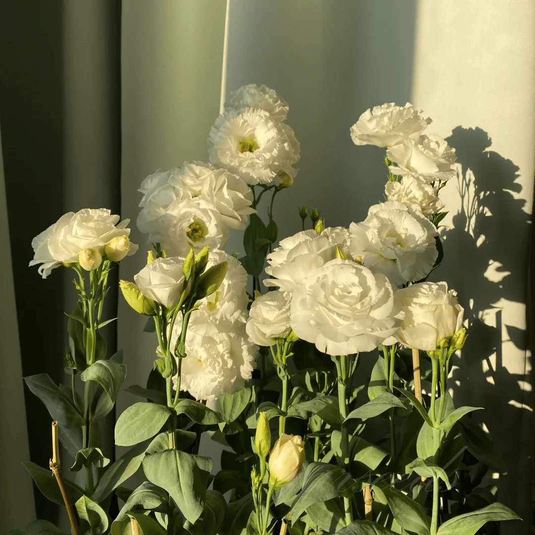 BloomRidge – Hardy Perennial Lisianthus Seeds