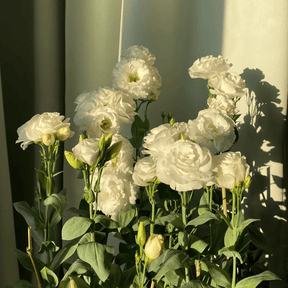 GardenMuse – Elegant Multi-Color Flower Seeds