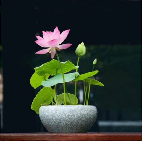 LotusBloom – The Sacred Bonsai Bowl Lotus Flower