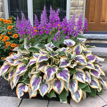 GardenÉlan – Rare Hosta Seeds for Home Gardens (100 Seeds)