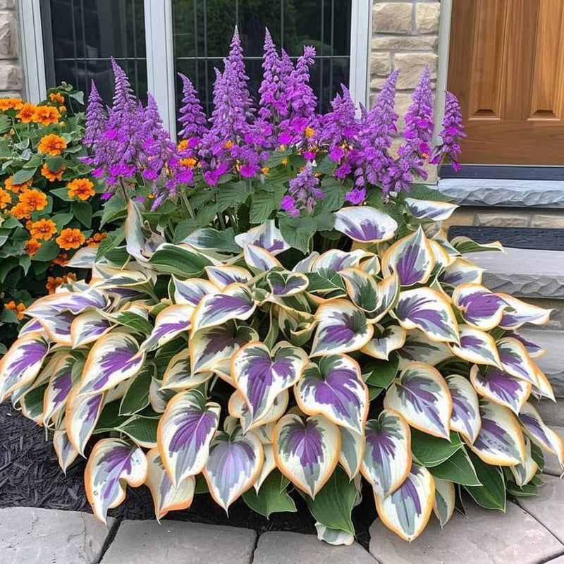 GardenÉlan – Rare Hosta Seeds for Home Gardens (100 Seeds)