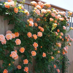 BloomVine – Beautiful Climbing Rose Seeds