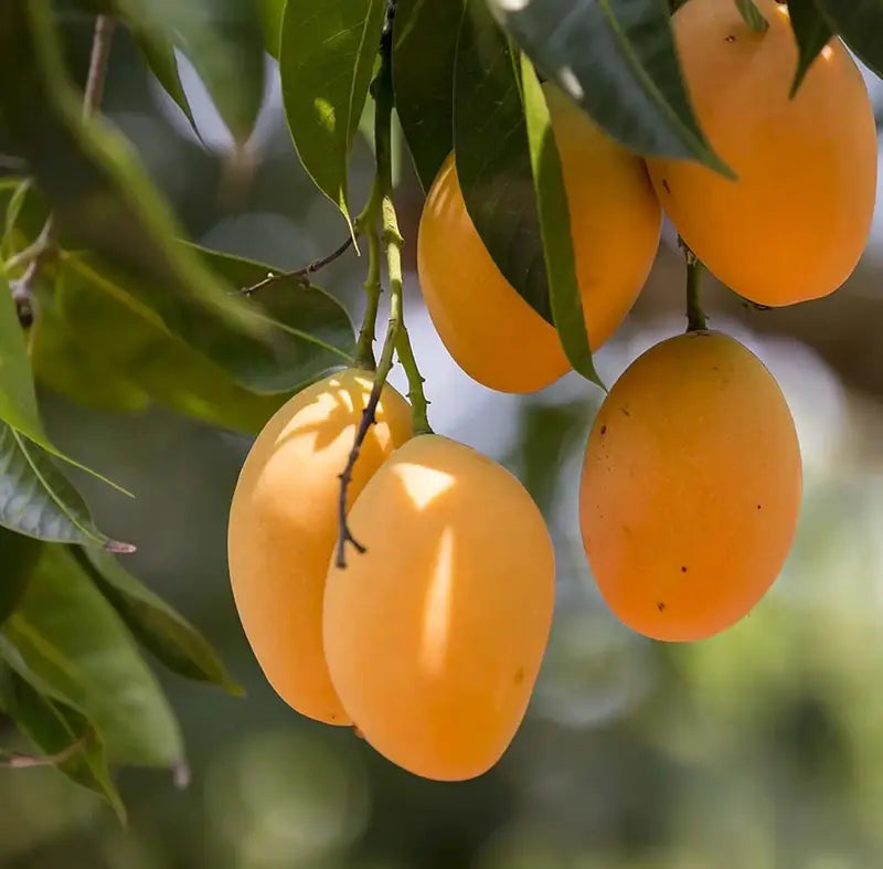 MangoMajesty – Tropical Grow Kit