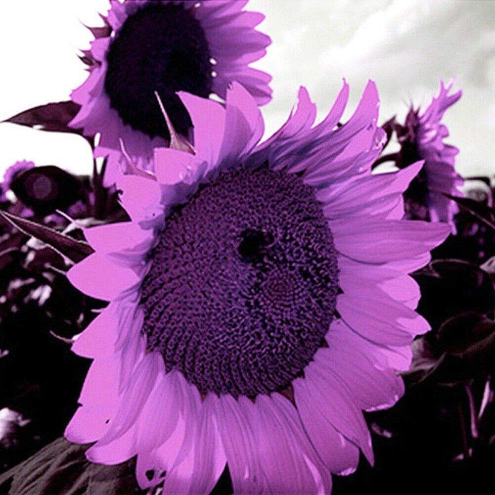 SunGiant – Rare Purple Sunflower Seeds